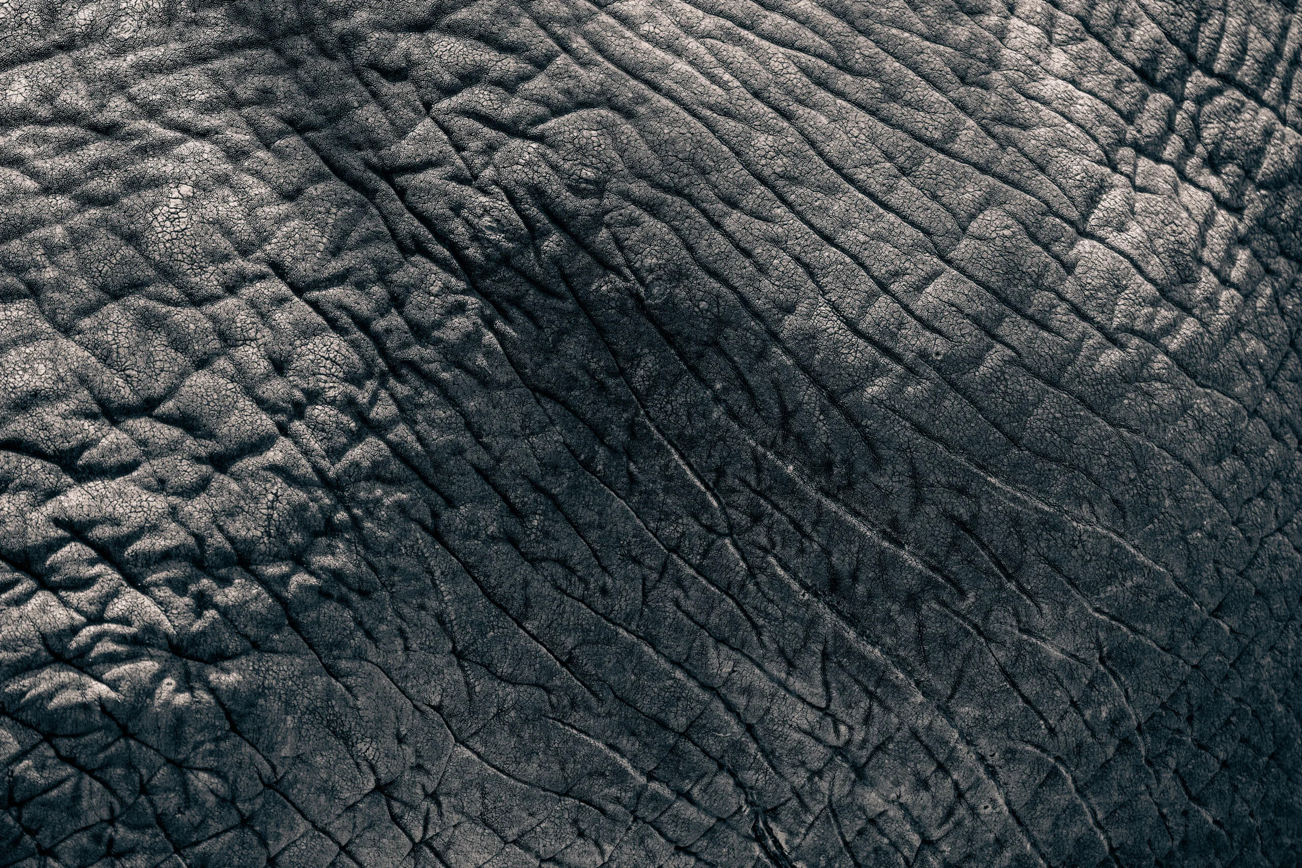 Elephant at Lake Manyara