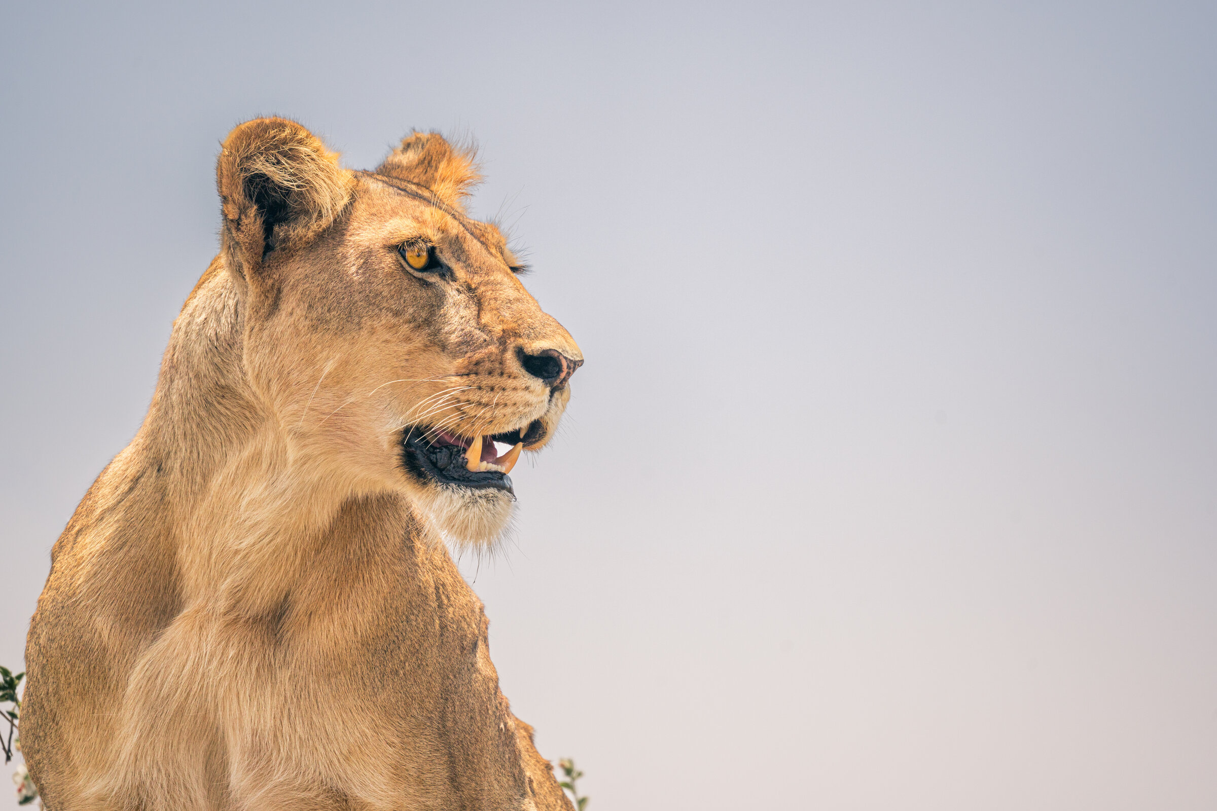 Lioness in the Serengeti