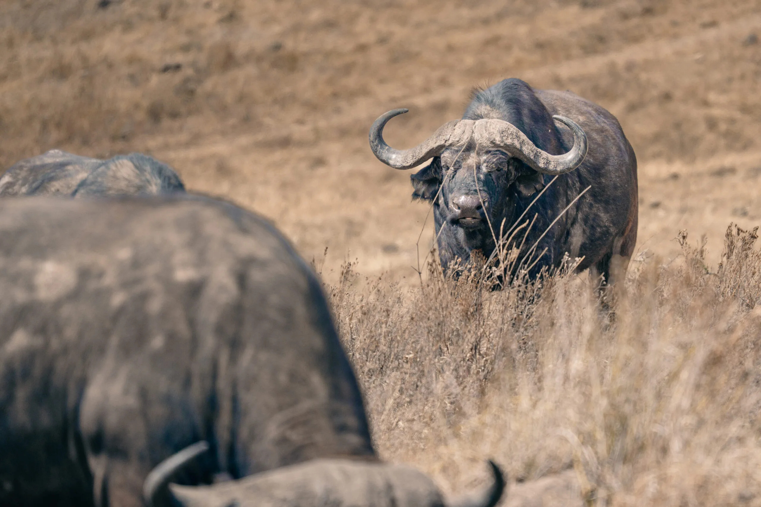 Cape buffalo in the dry grass of the African savannah