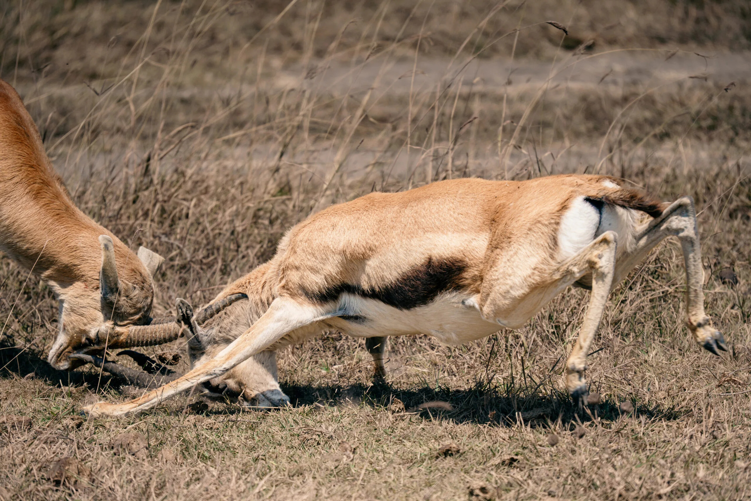 Two Thomson gazelles locking horns on the savannah