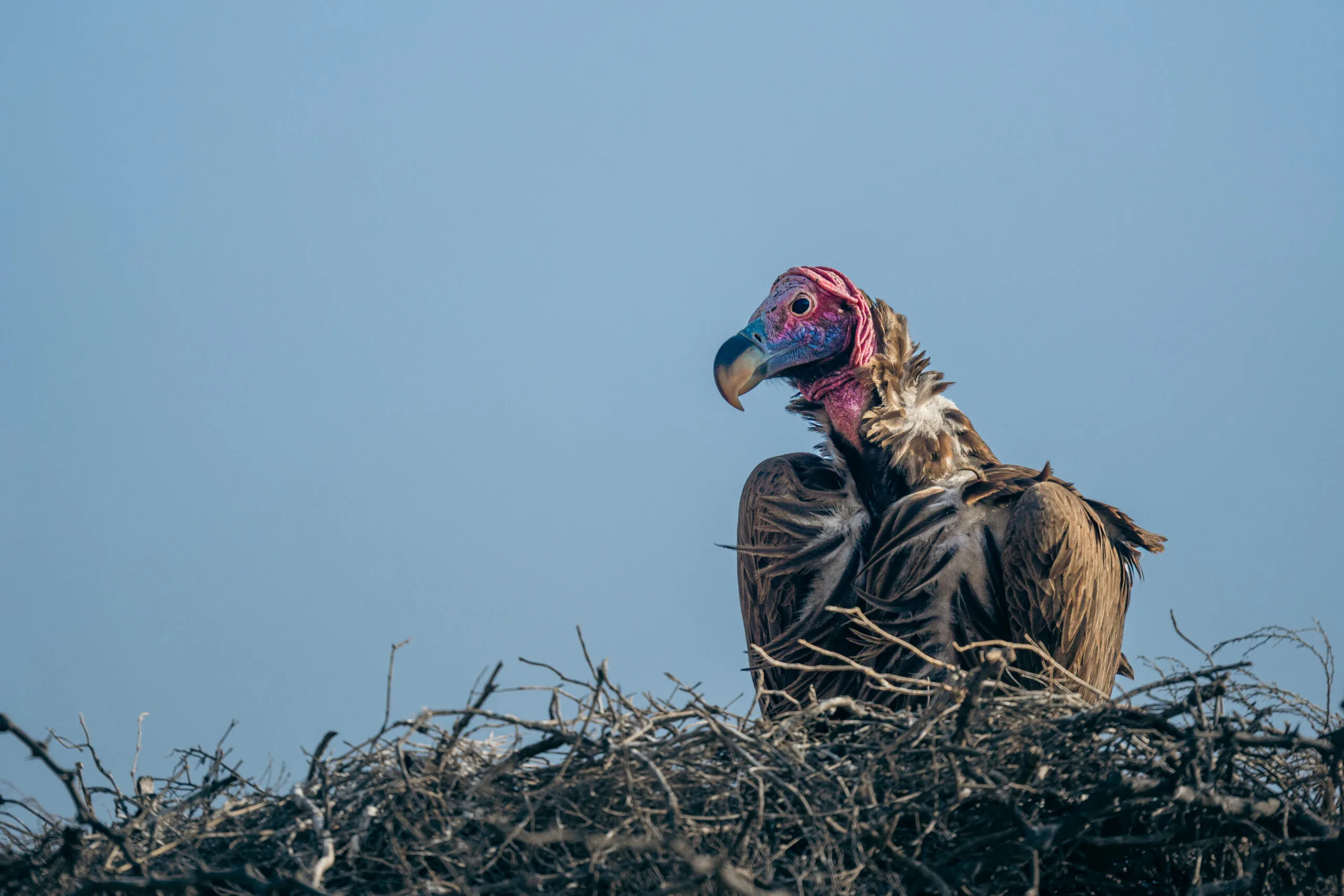 Lappet-faced vulture on its nest in the Serengeti, Tanzania