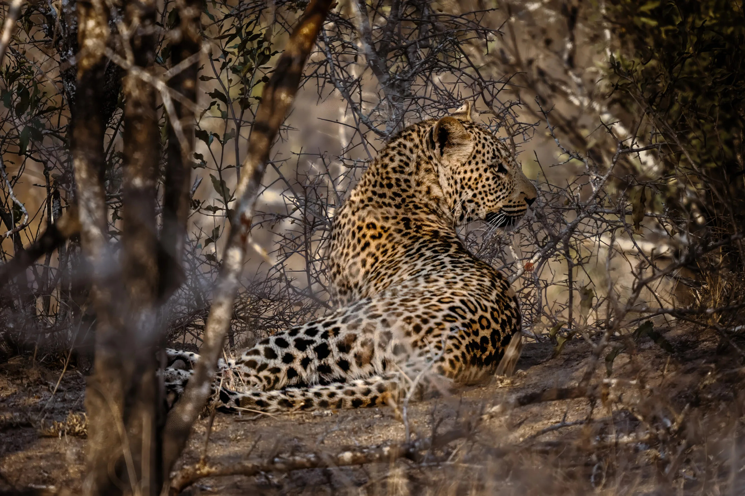 Leopard lying in the undergrowth in Africa