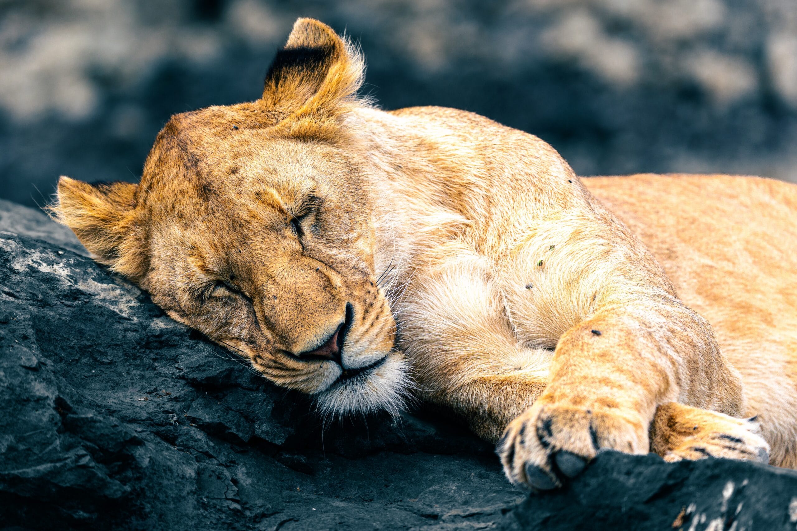 Lioness asleep on a rock in the Serengeti, Tanzania