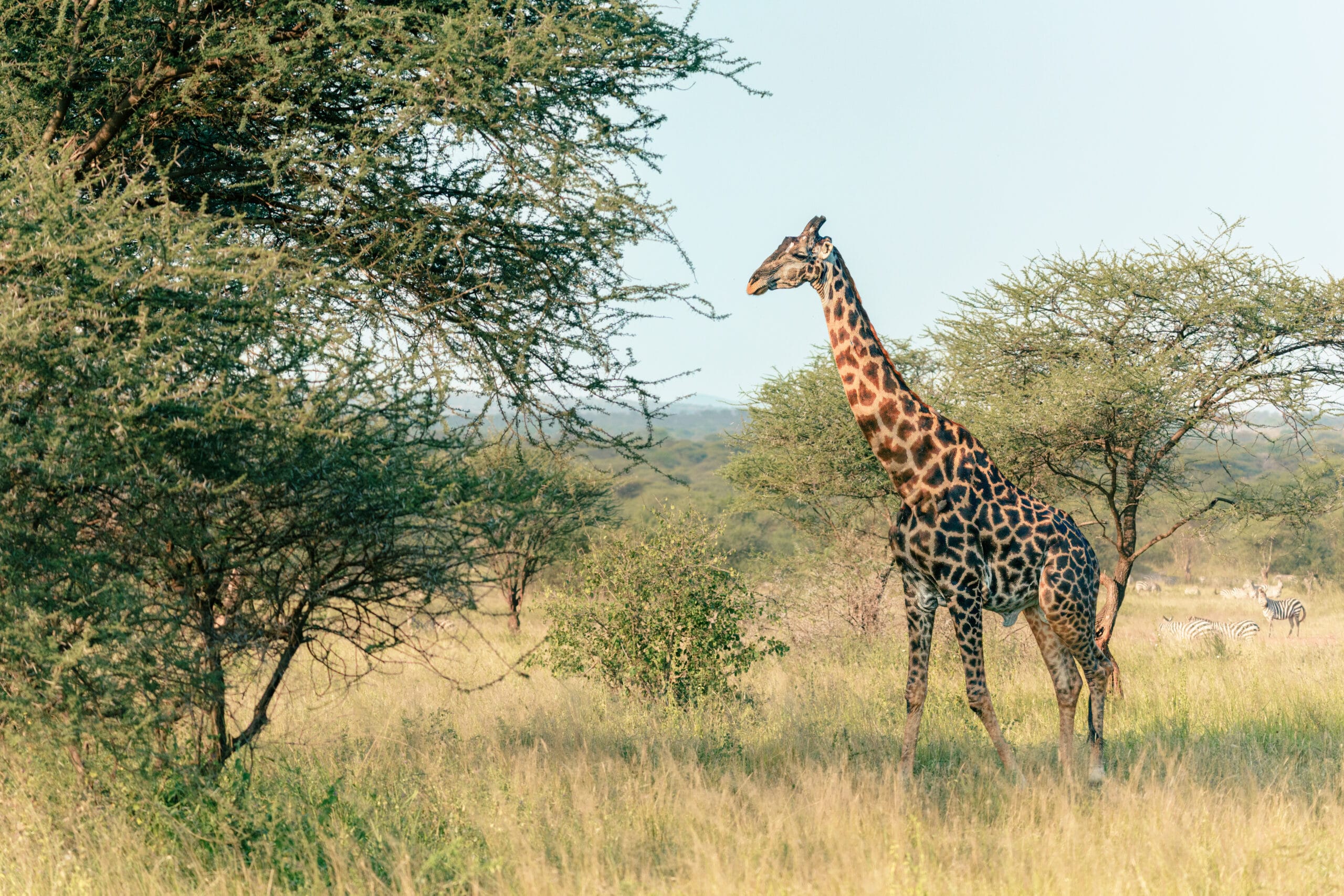 Giraffe among the acacia trees on the Serengeti plains