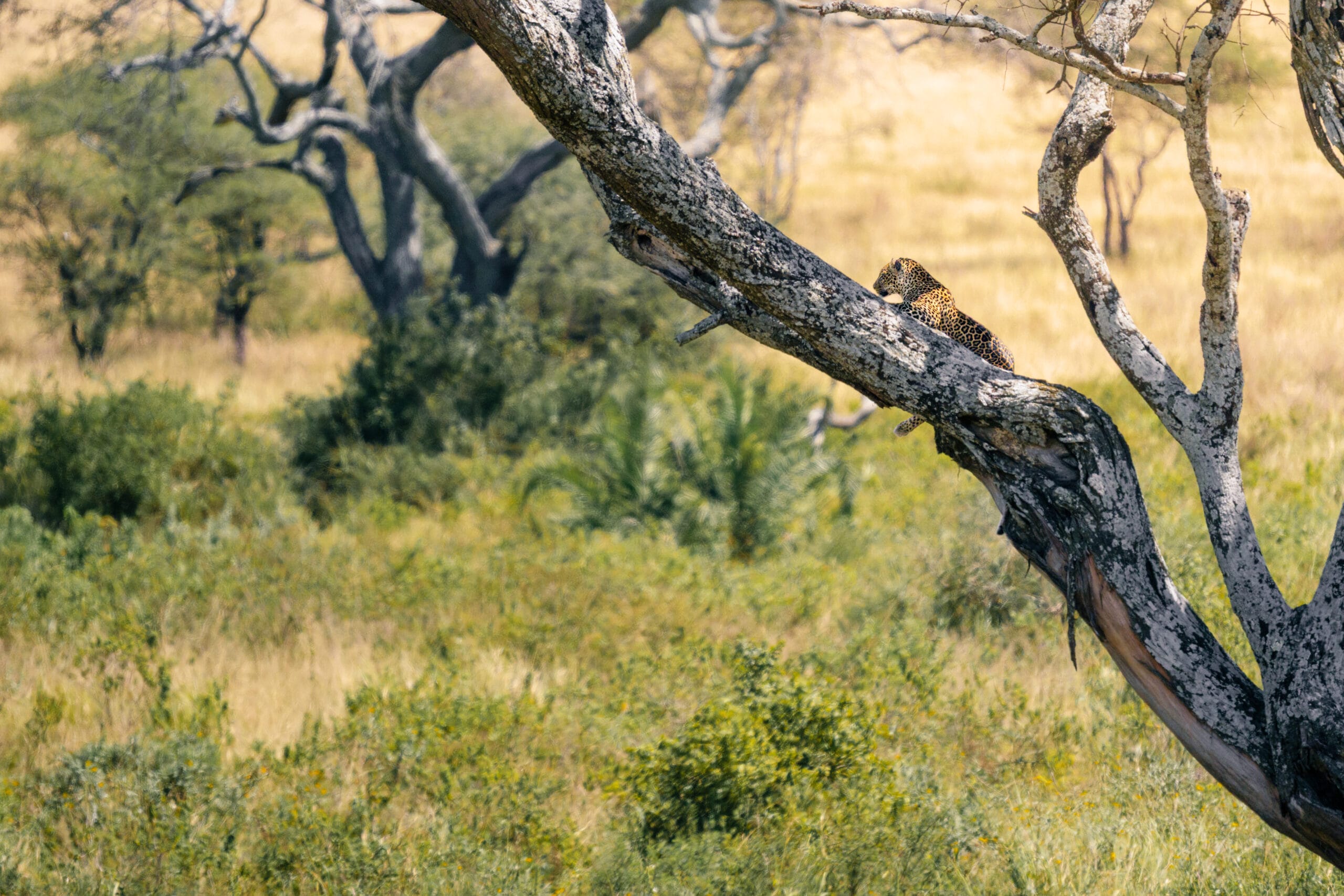 Leopard resting on a slanted branch in the Serengeti