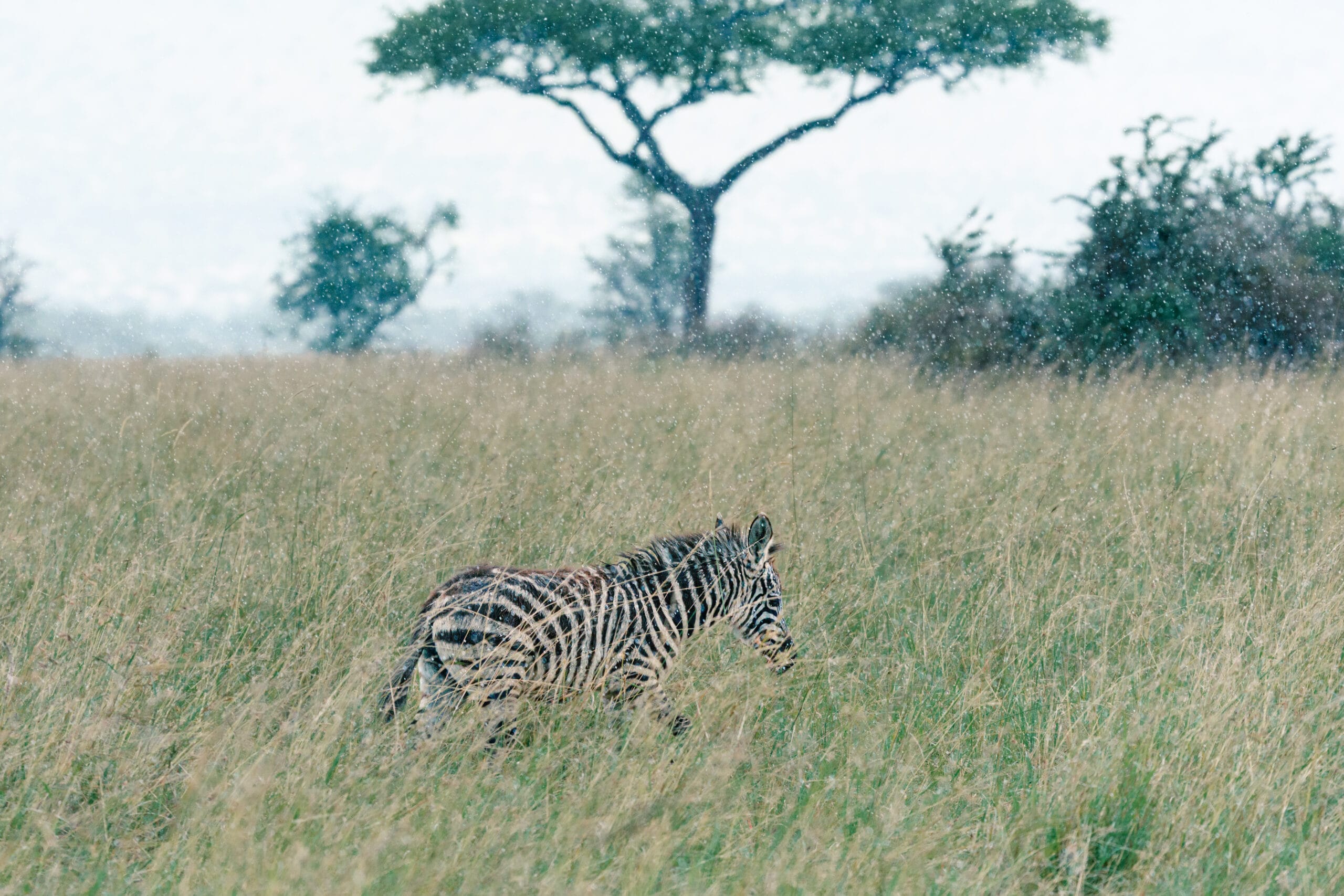 Zebra in tall grass with an acacia on the horizon, Serengeti