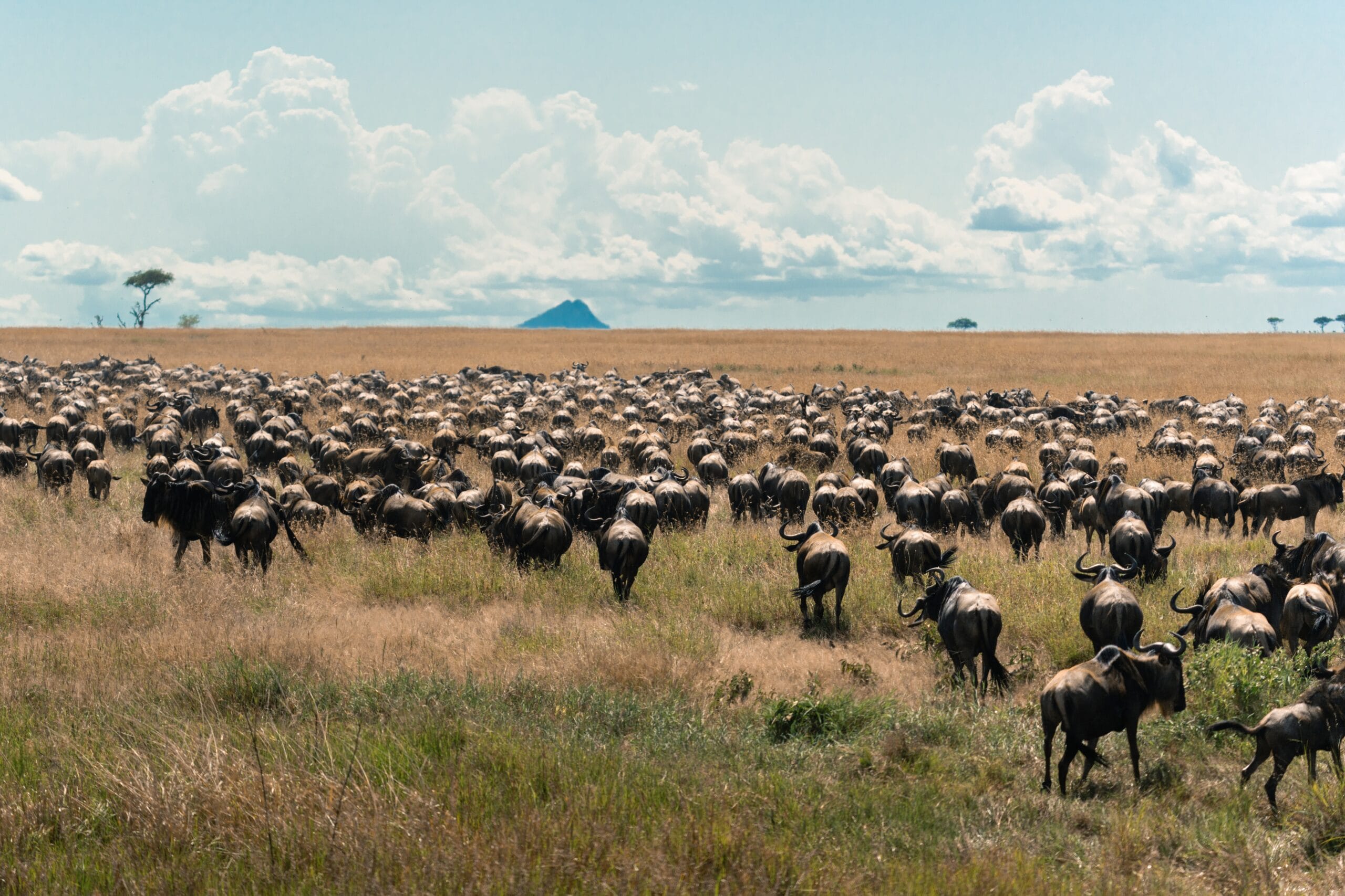 Large herd of wildebeest during the annual migration across the Serengeti plain