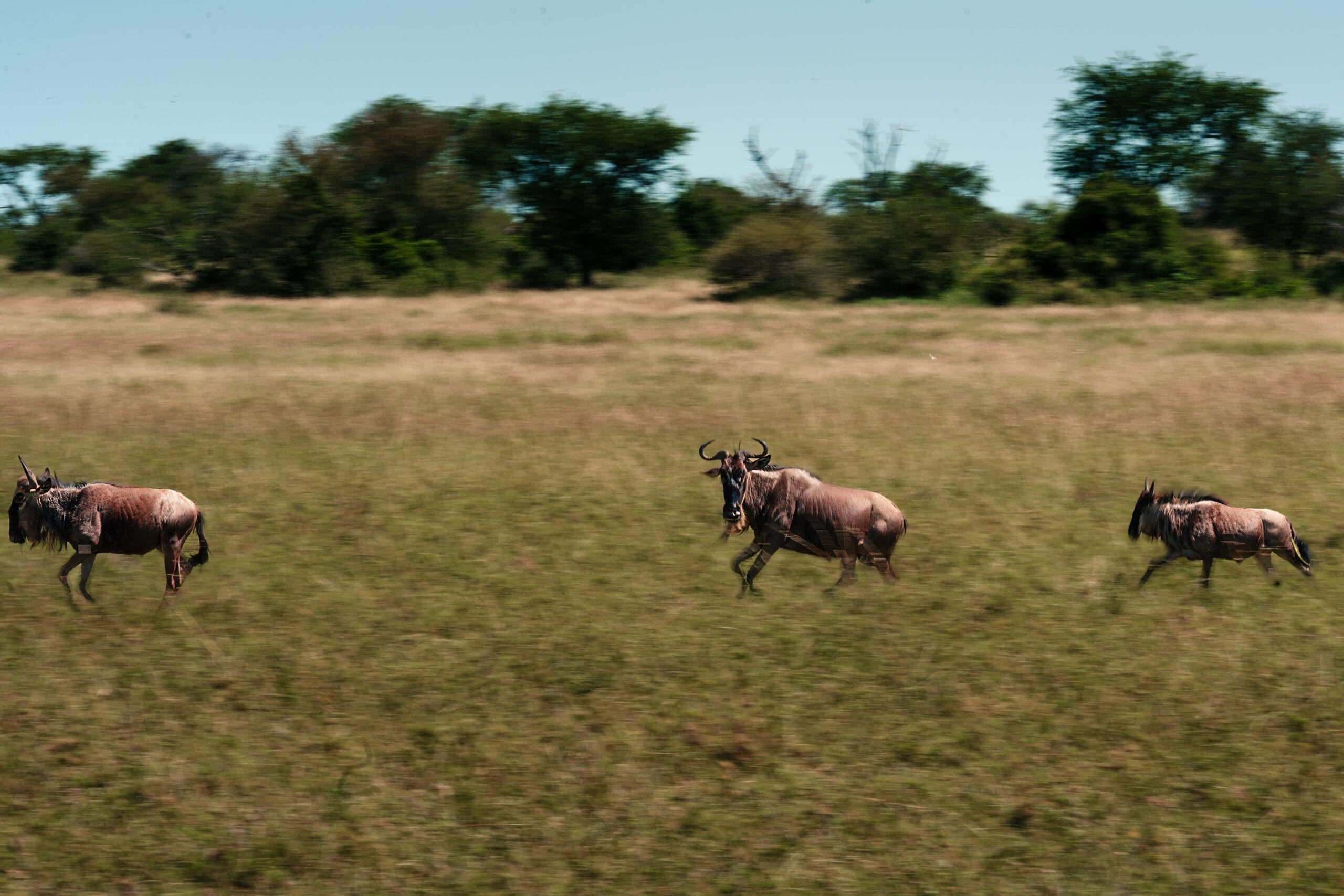 Three topi antelope running through the Serengeti grassland