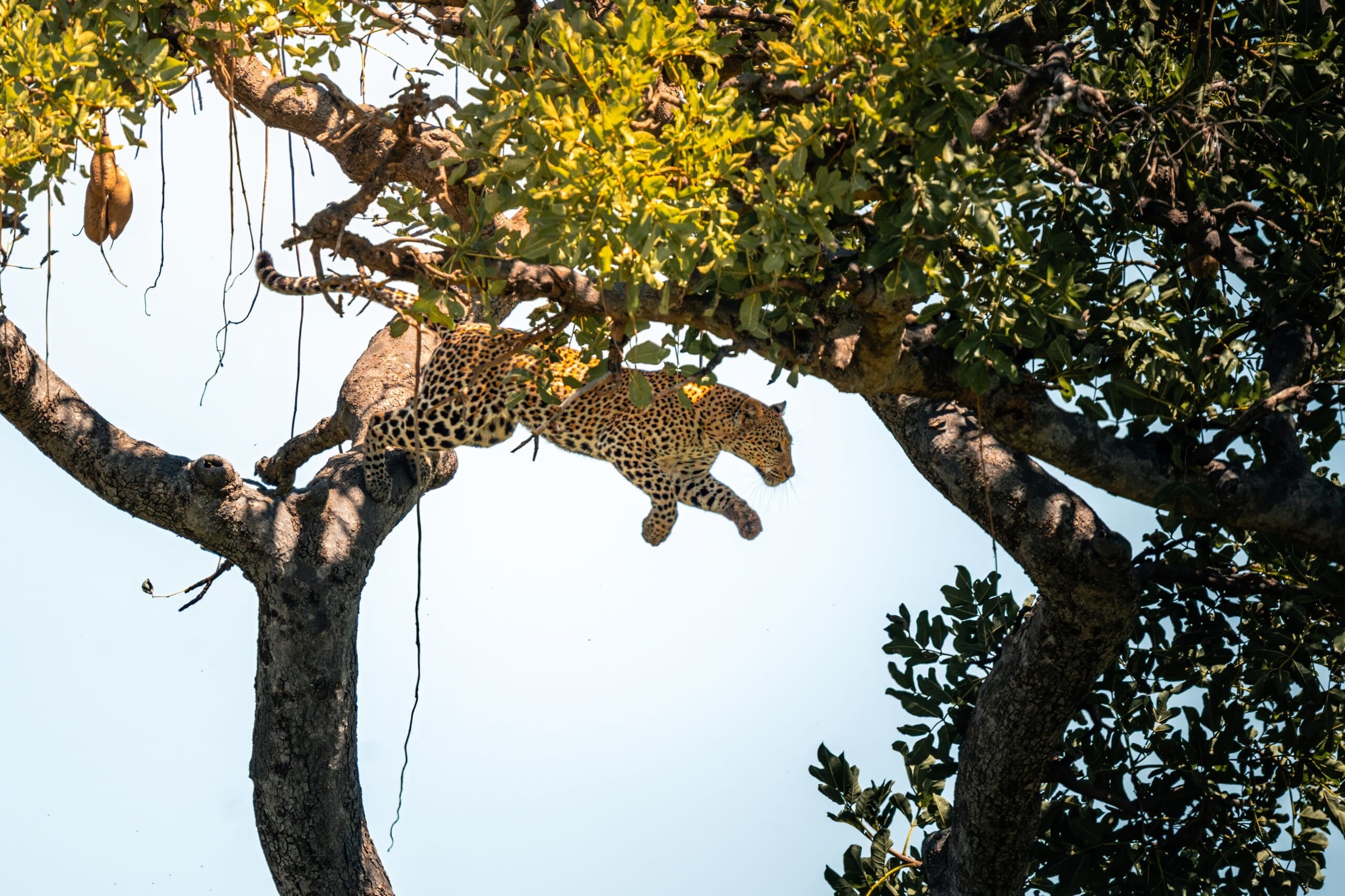 Leopard stretched out along a branch against a clear blue sky