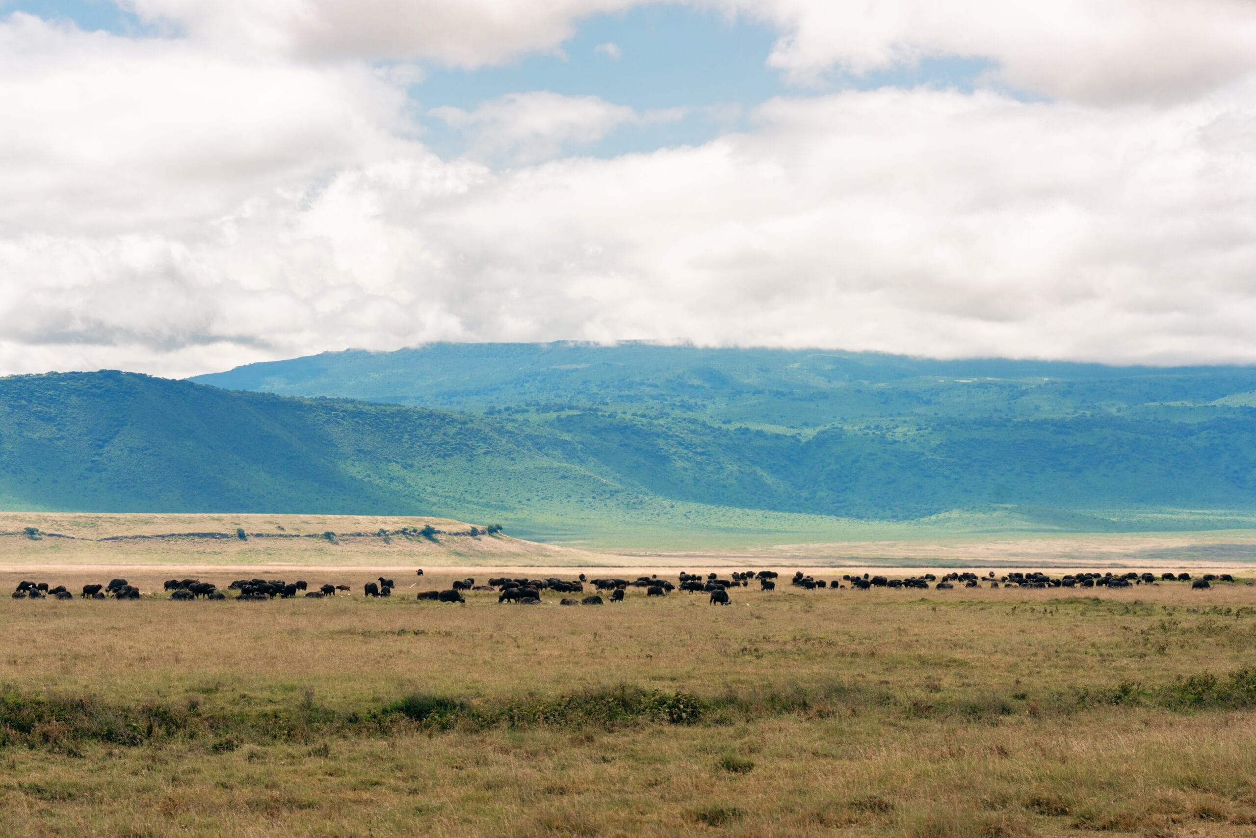 Herd of buffalo on the floor of the Ngorongoro crater, Tanzania