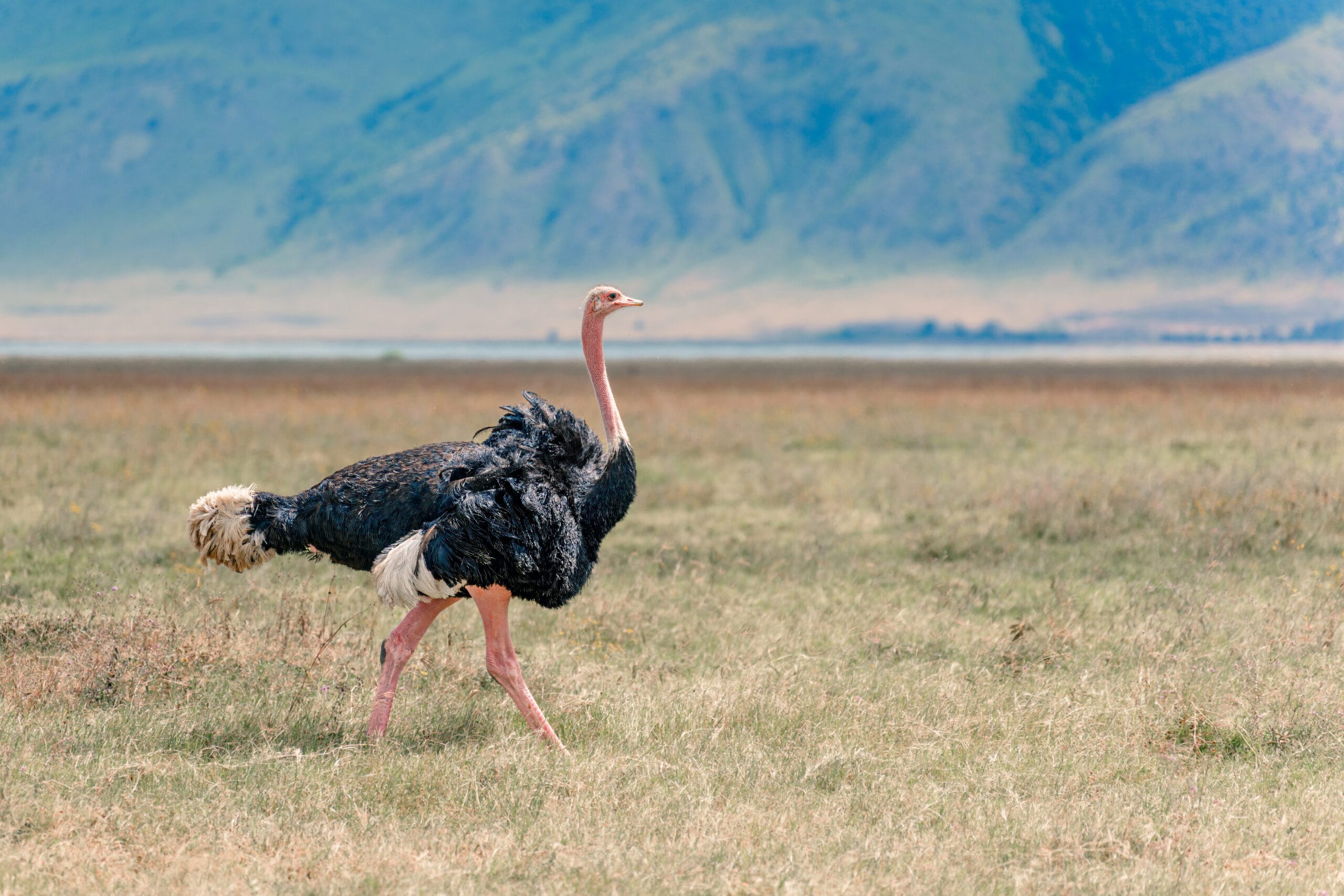 Male ostrich walking through the Ngorongoro crater