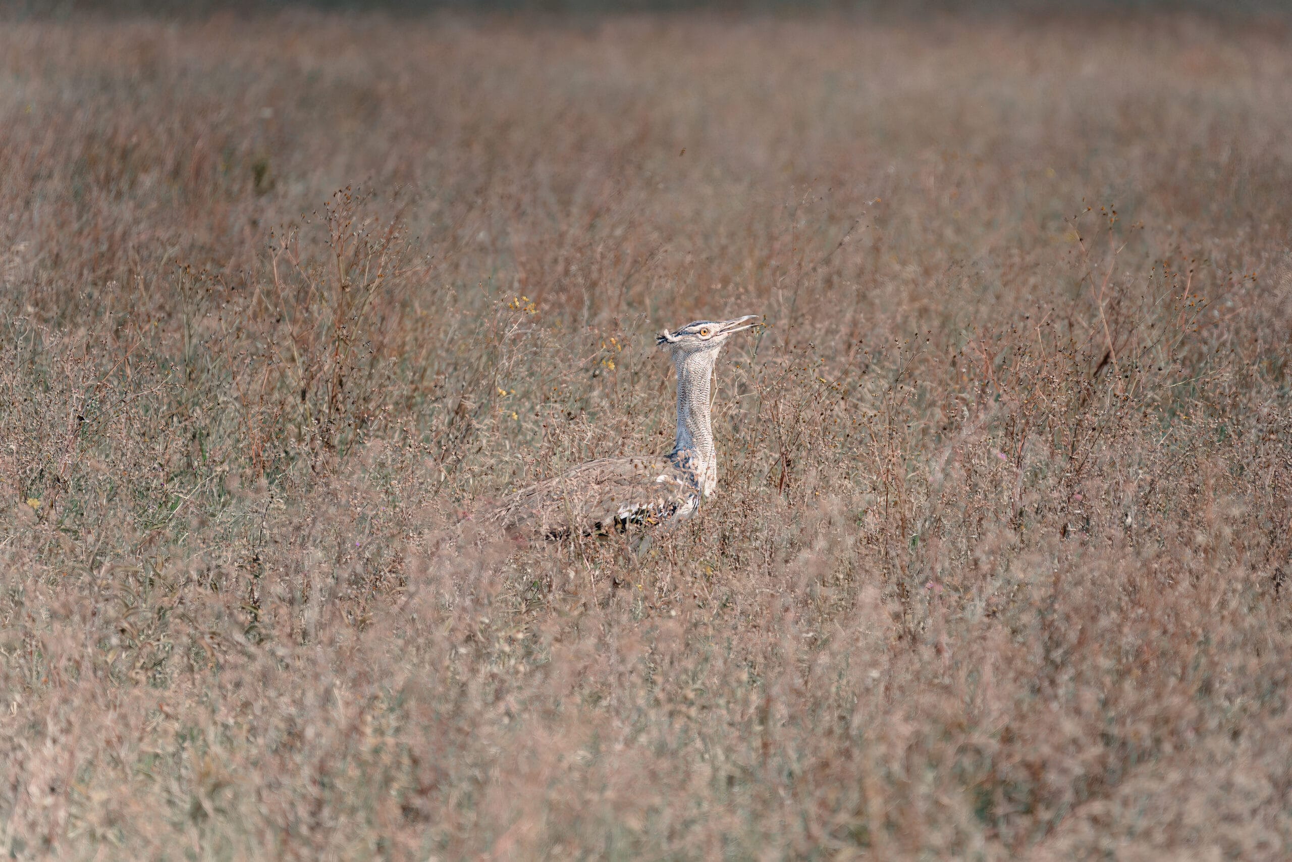 Kori bustard hidden in the dry grass of the Serengeti