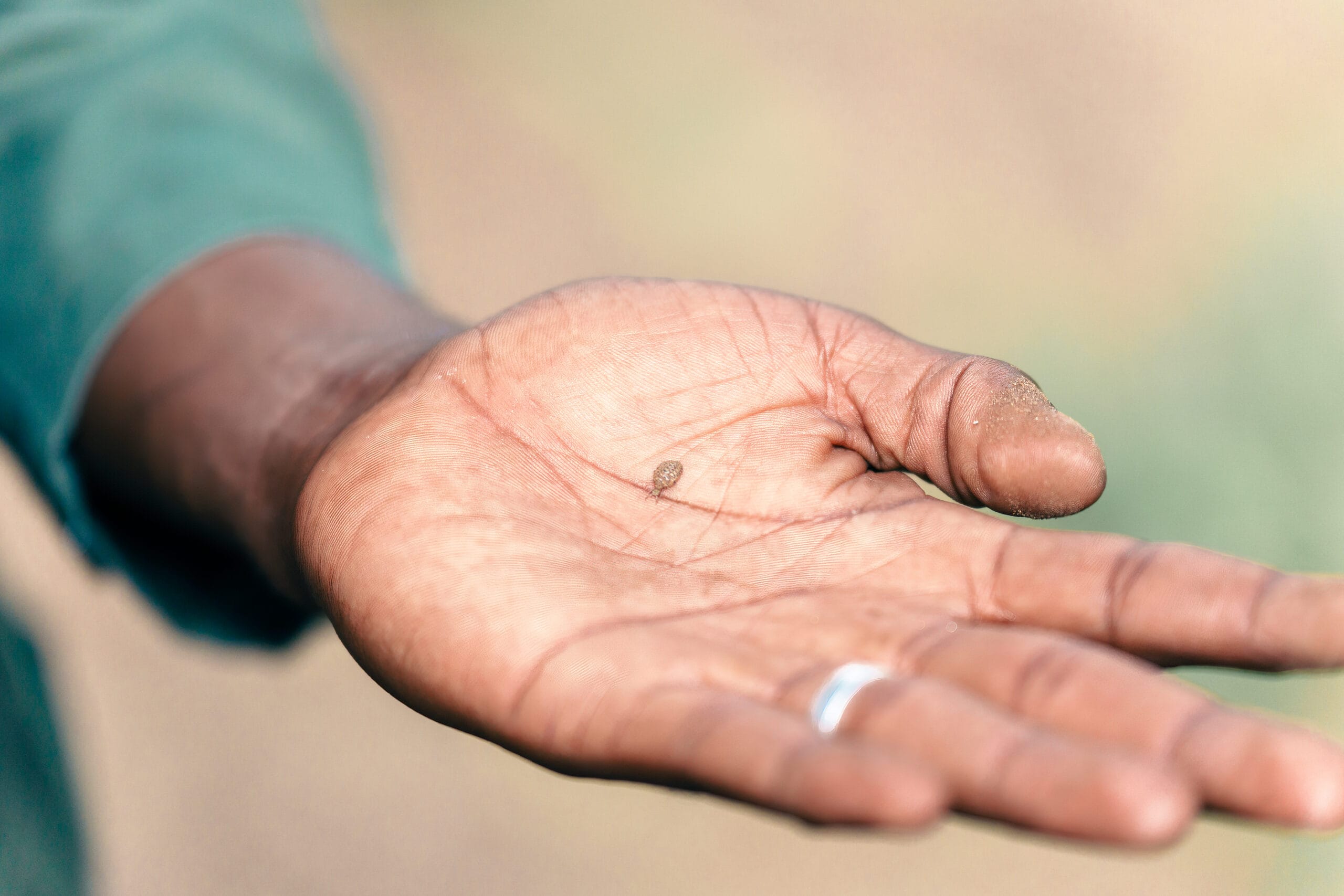 A safari guide's hand holding a tiny seed in the palm
