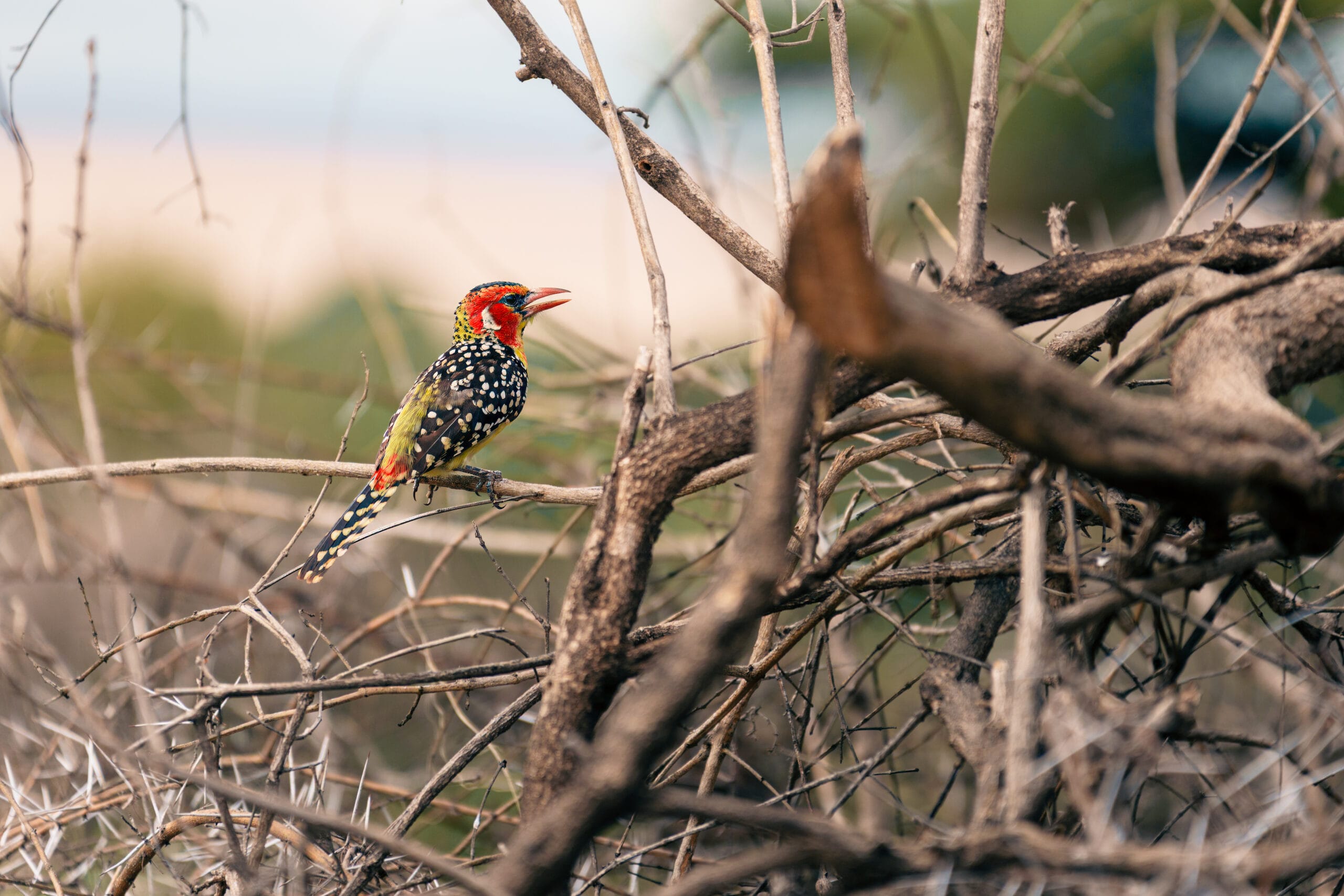 Red-and-yellow barbet perched on a thorny branch in the Serengeti