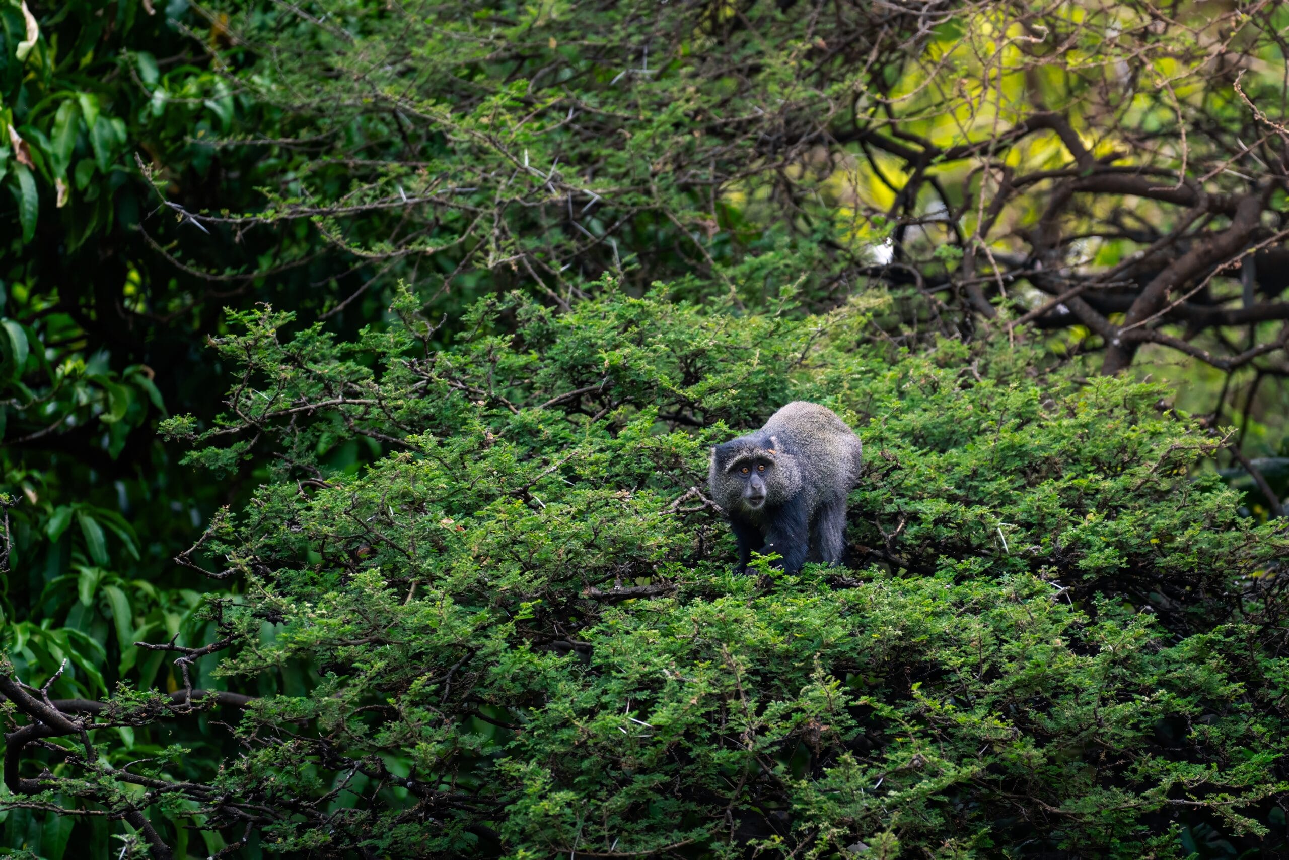Baboon high in a green treetop