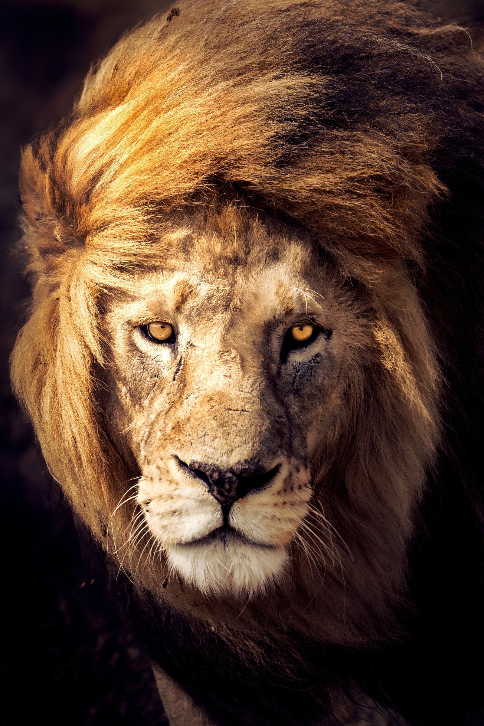 The Golden Look of the King