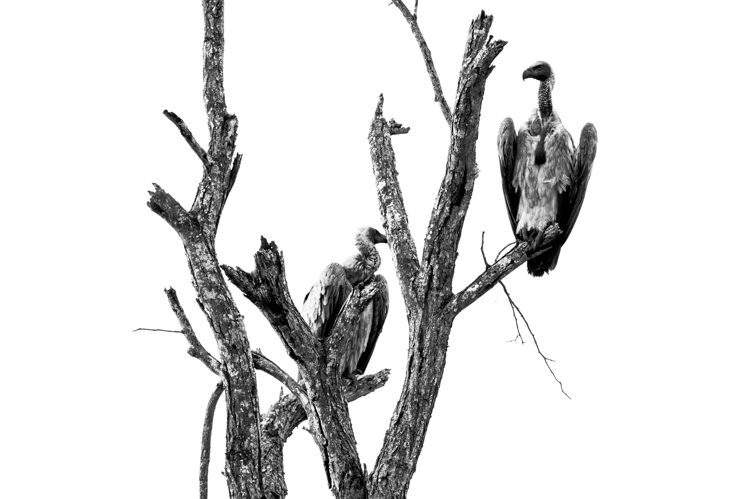 Dead Tree