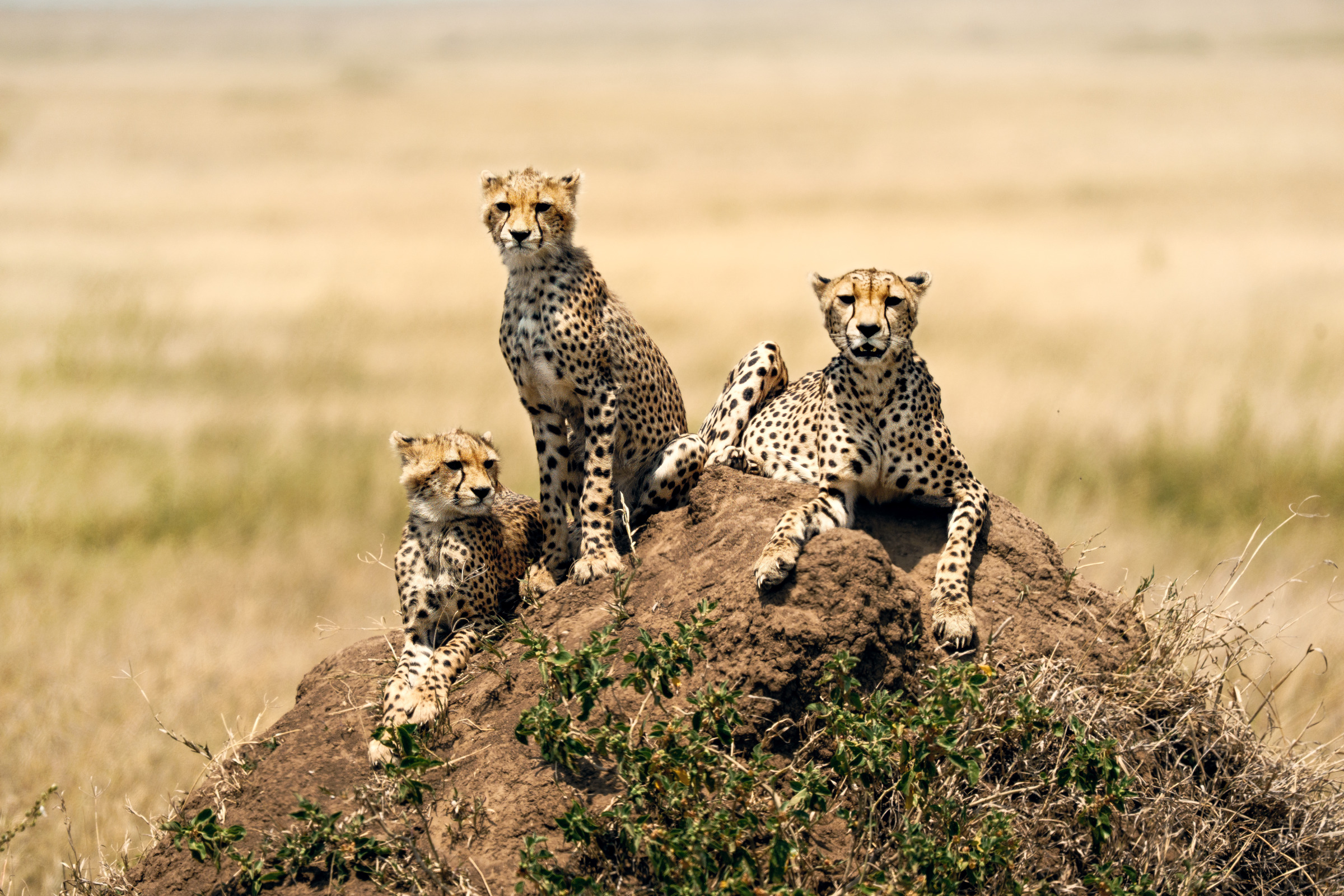 Three Pairs of Eyes