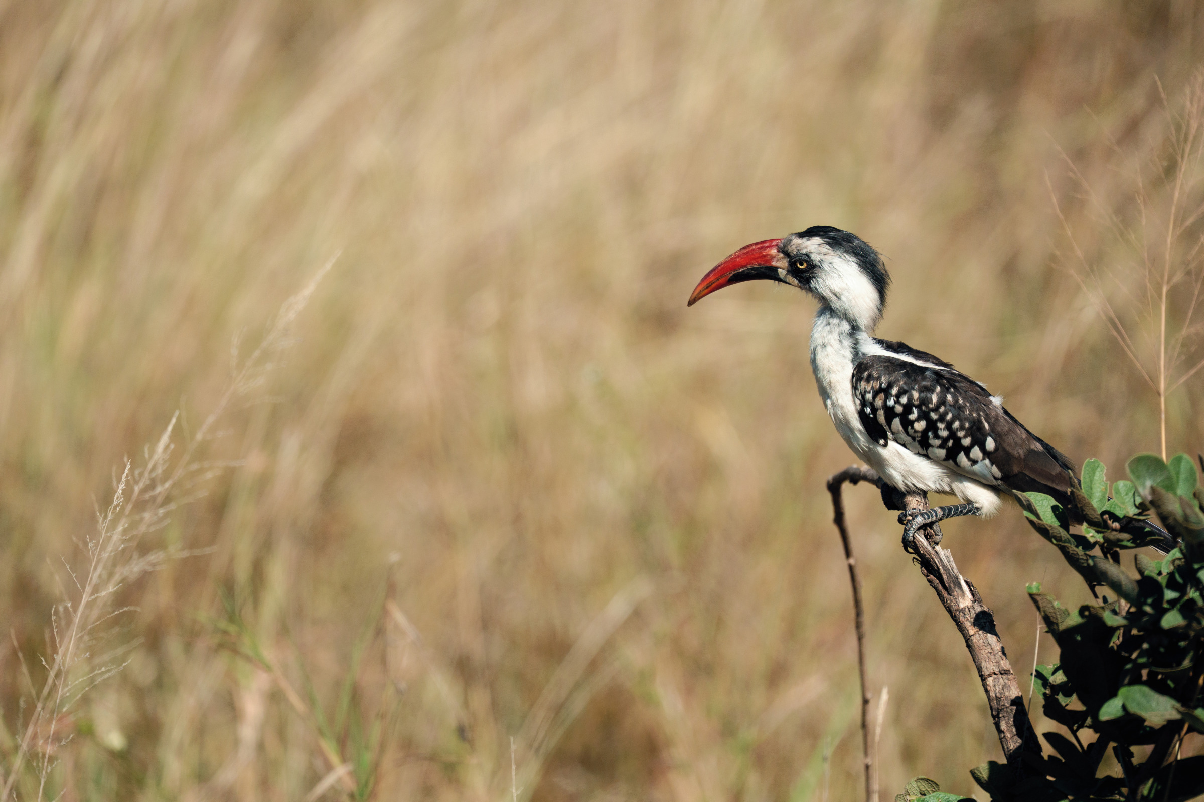 One Red Bill