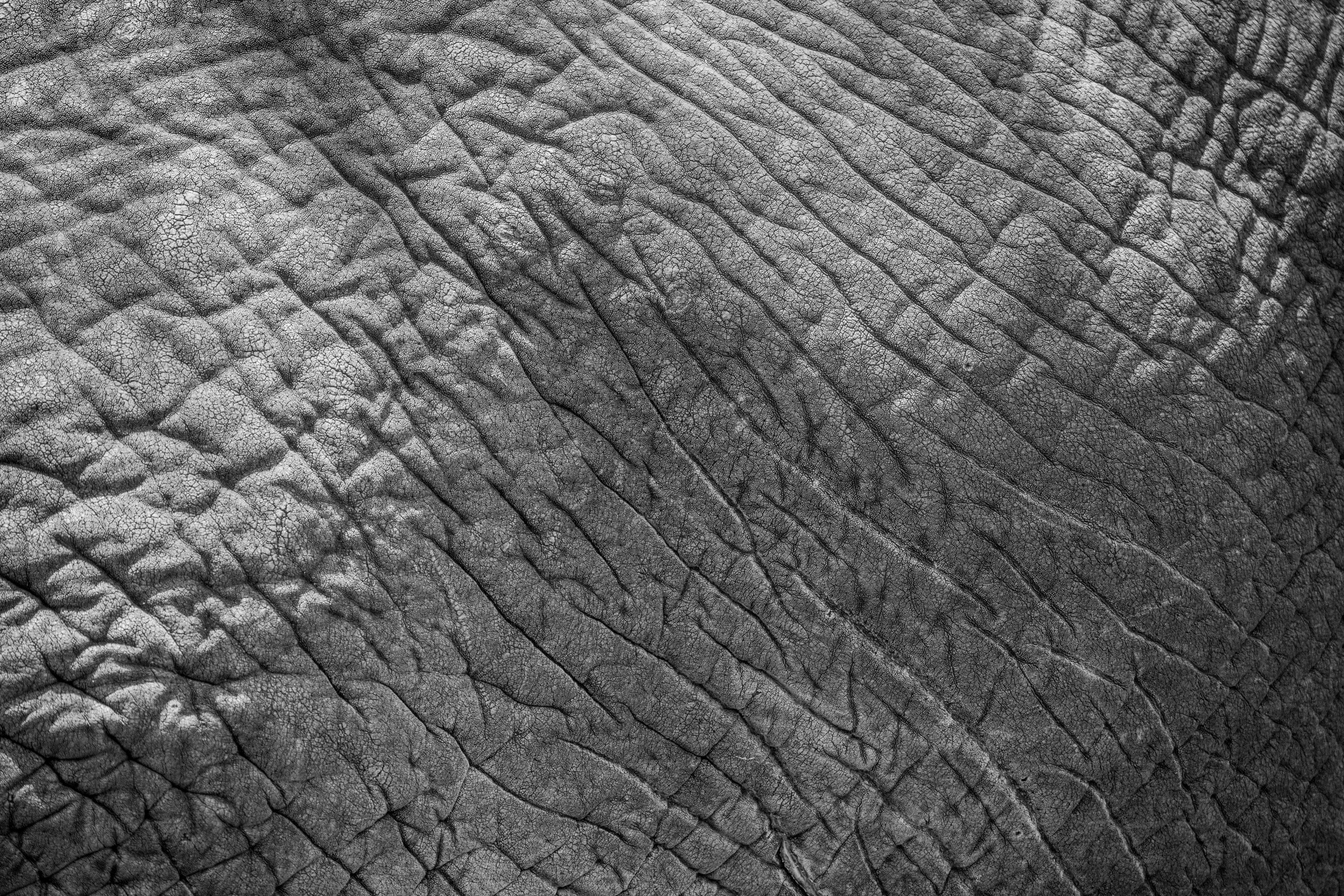 Map of an Elephant