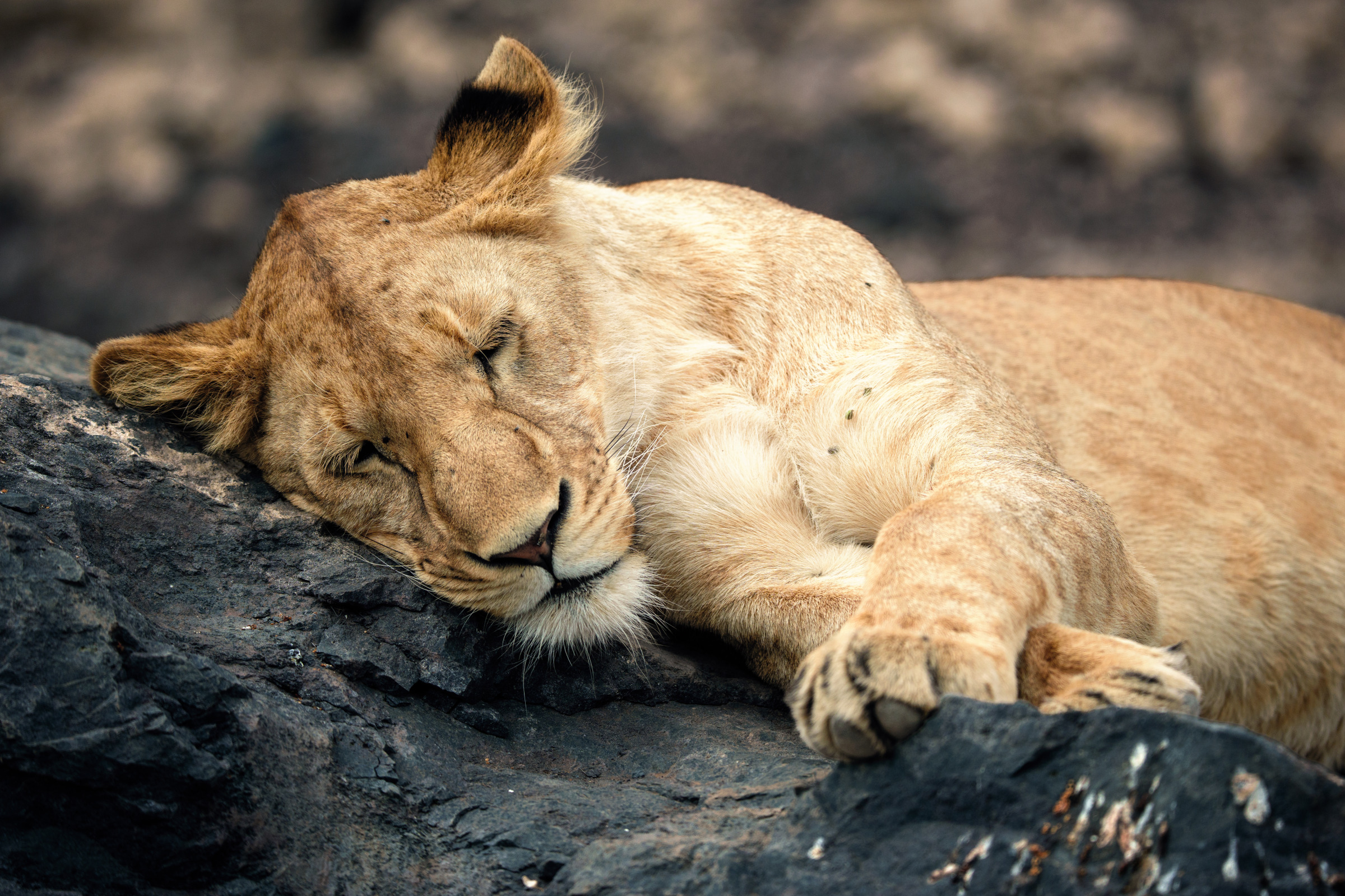 Asleep on Stone