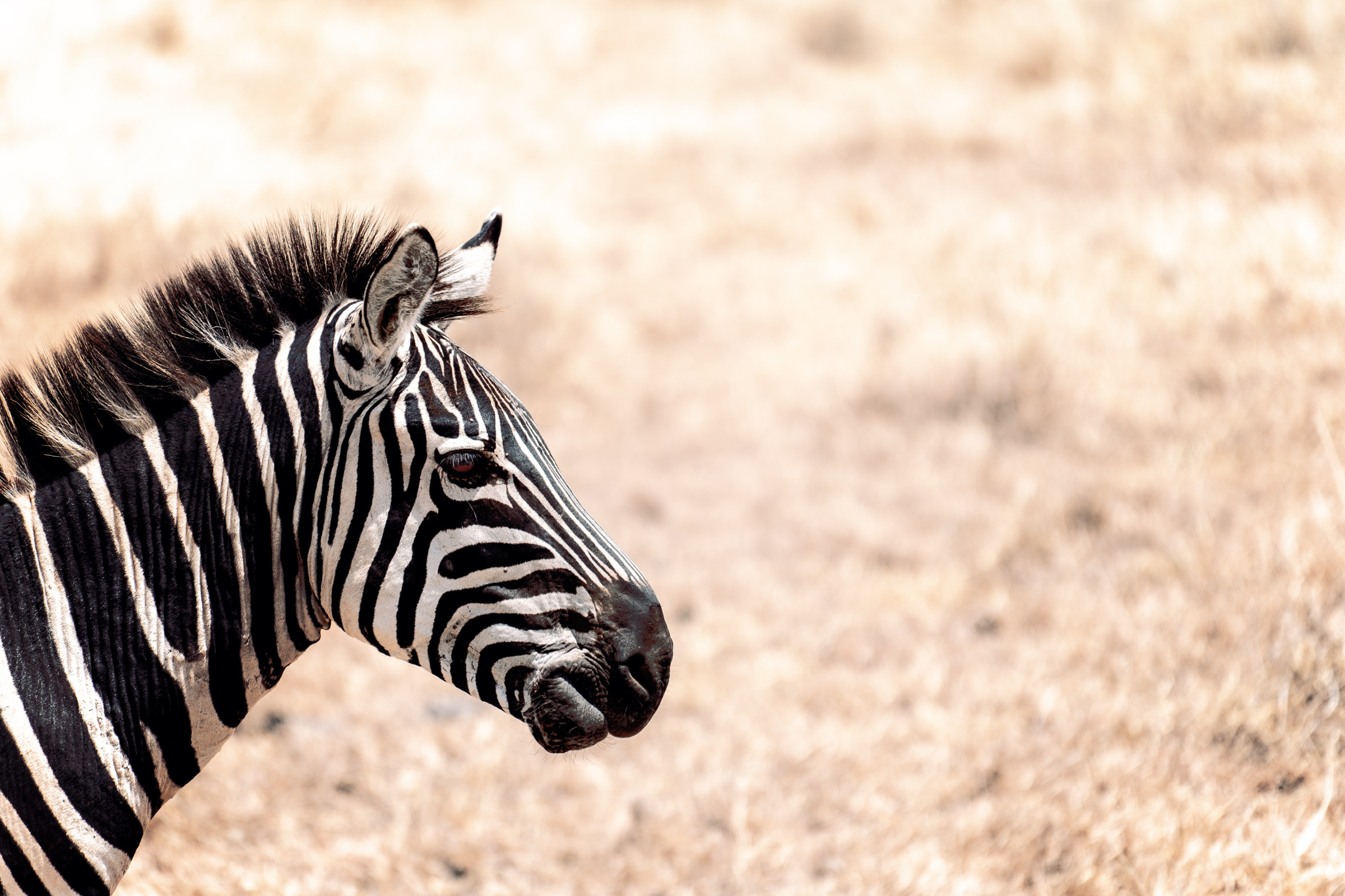 Stripes in the Dust